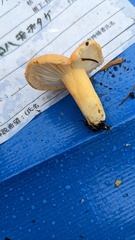 Lactifluus hygrophoroides