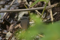 Eutropis macularia