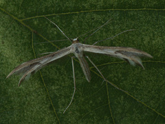 Calyciphora nephelodactyla