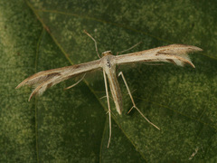 Calyciphora nephelodactyla