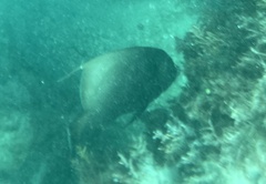 Pomacanthus arcuatus