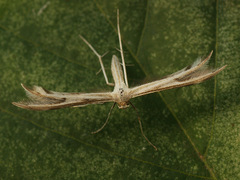 Calyciphora nephelodactyla