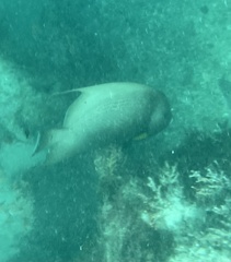 Pomacanthus arcuatus