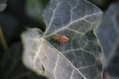 Ectobius vittiventris