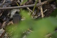 Eutropis macularia