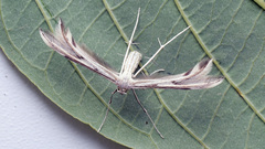 Calyciphora nephelodactyla