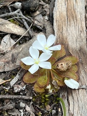 Drosera whittakeri