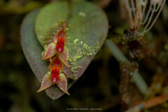 Lepanthes