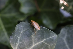 Ectobius vittiventris