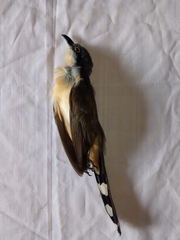 Coccyzus melacoryphus