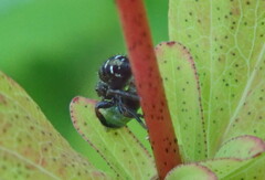 Phidippus