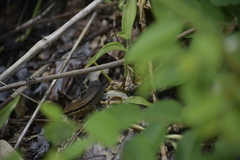 Eutropis macularia