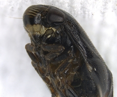 Clastoptera xanthocephala
