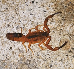 Tityus stigmurus