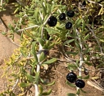 Lycium ruthenicum