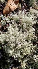 Cladonia arbuscula