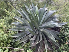 Agave atrovirens