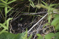 Eutropis macularia