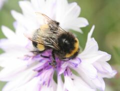 Bombus