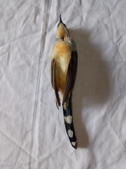 Coccyzus melacoryphus