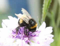 Bombus