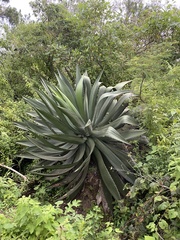 Agave atrovirens