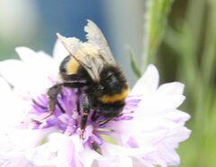 Bombus