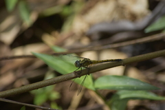 Orthetrum luzonicum
