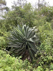 Agave atrovirens