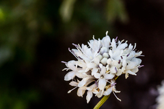 Cephalaria natalensis