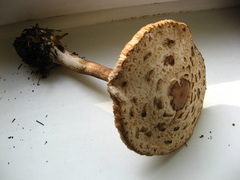 Chlorophyllum rhacodes