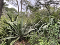 Agave atrovirens