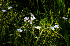 Cerastium arabidis