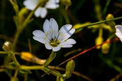 Cerastium arabidis