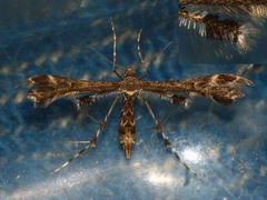 Capperia trichodactyla