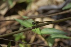 Orthetrum luzonicum