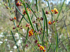 Daviesia leptophylla