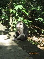 Macaca fascicularis