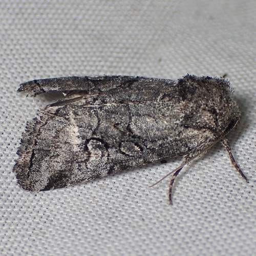 Oxycnemis advena photo 4