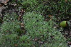 Leucobryum glaucum