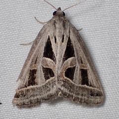 Callistege diagonalis