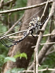 Argiope lobata