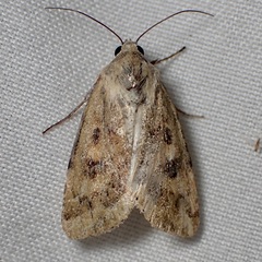 Heliocheilus paradoxus