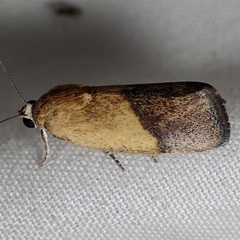 Ponometia bicolorata