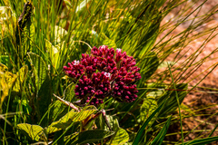 Crassula alba