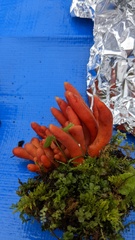 Trichoderma cornu-damae