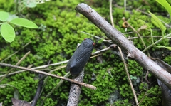 Acraephia perspicillata