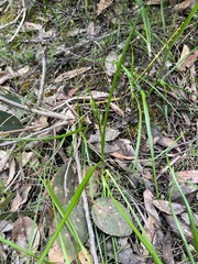 Caesia calliantha