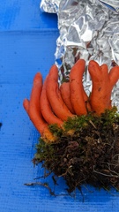 Trichoderma cornu-damae