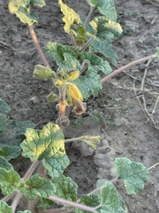 Proboscidea althaeifolia